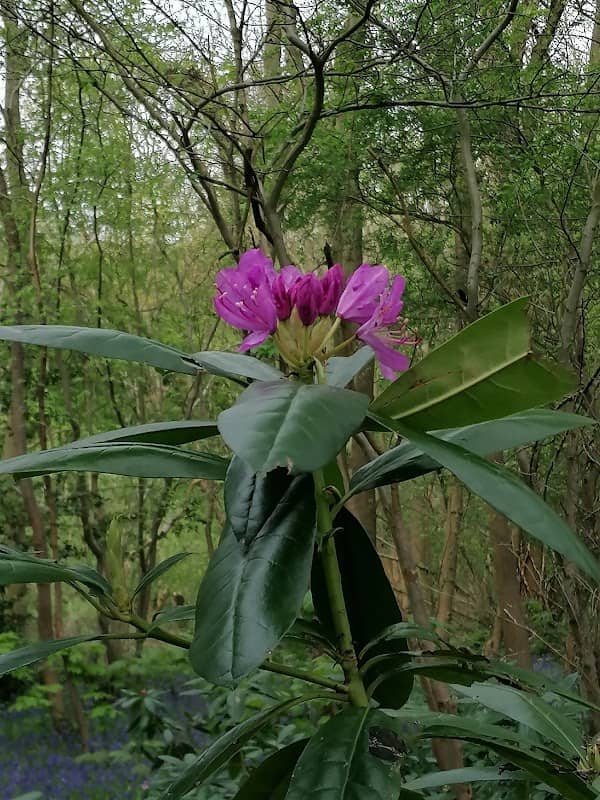 Cantley Woods - Image 1