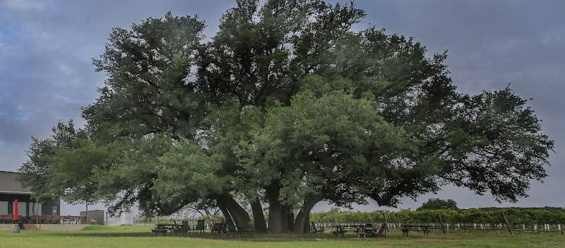 7 Creeks Vineyard - Image 1