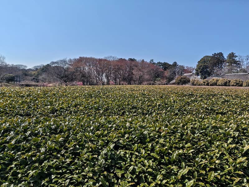 猿島茶畑 - Image 1