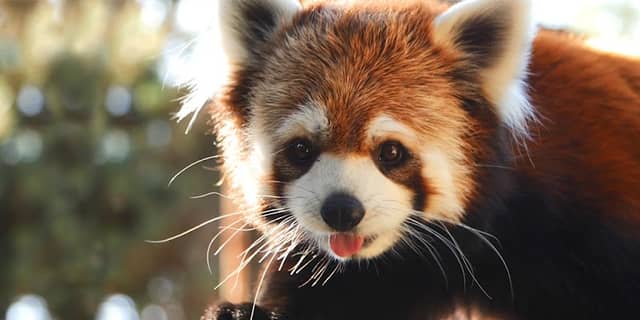 Buin Zoo - Image 1