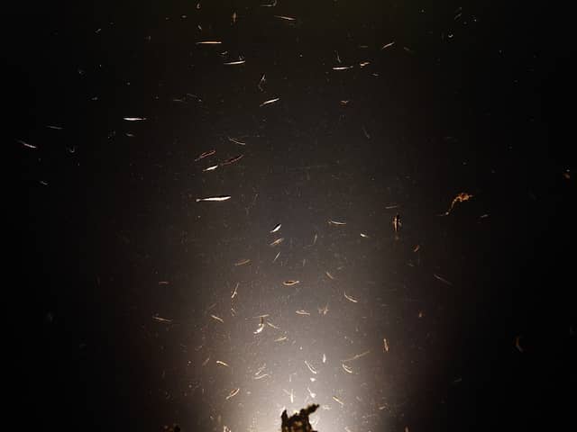 Fish by night - Image 1