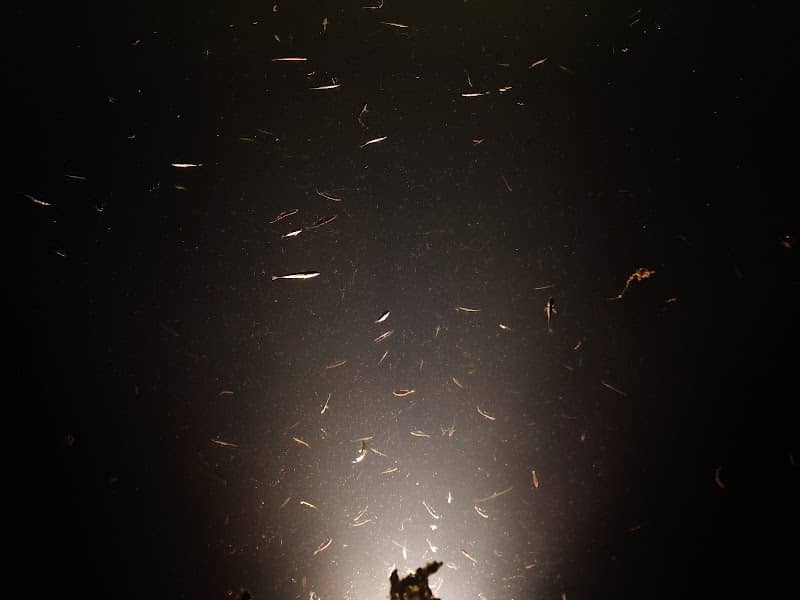 Fish by night - Image 1