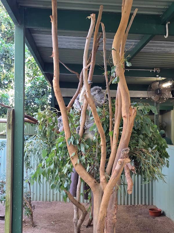 Australian Wildlife Parks - Image 2