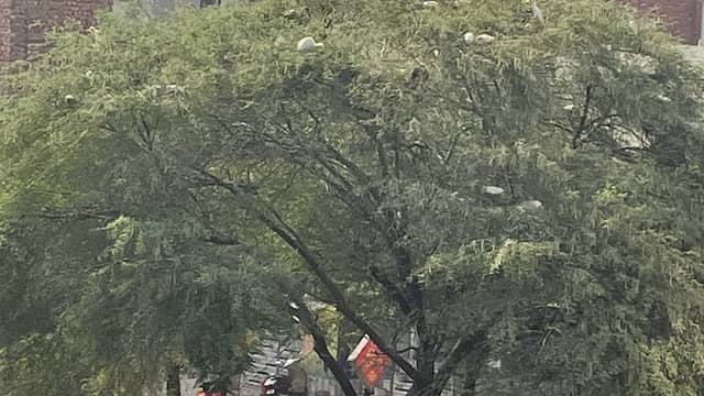 Tree migratory birds - Image 1