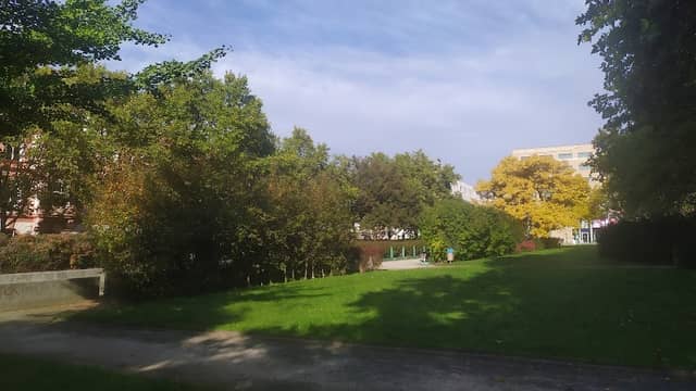 Památný strom - Image 1