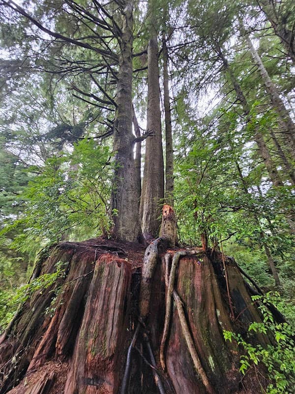 Rockaway Beach Old Growth Nature Preserve - Image 2