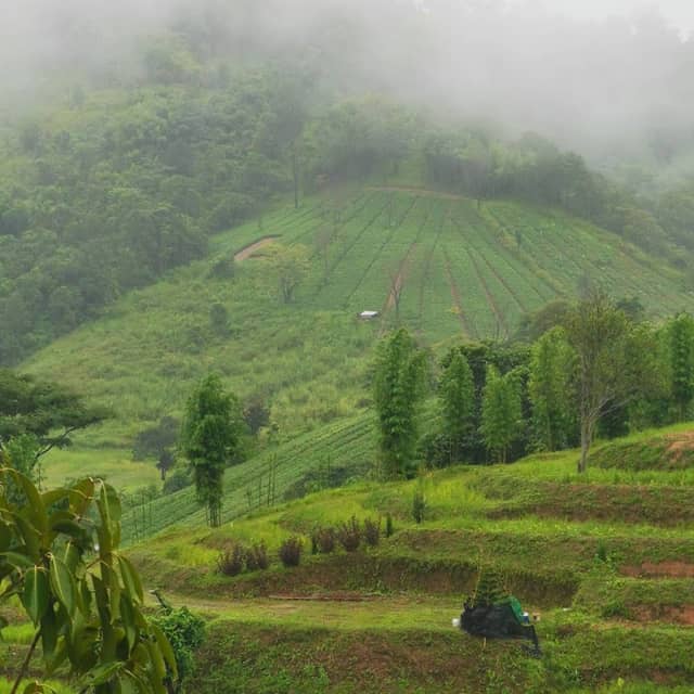 ไร่บ้านรักอโวคาโด Cafe & Restaurant เขาค้อ เพชรบูรณ์ - Image 1