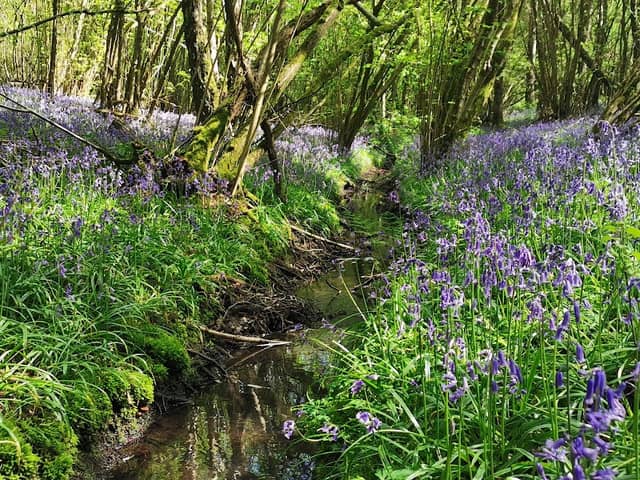 Hammonds Copse - Image 2