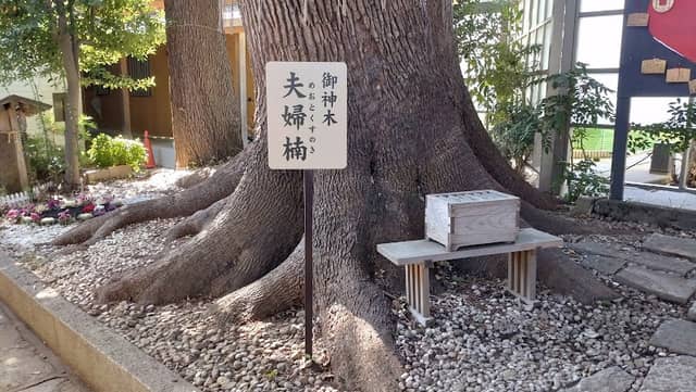 御神木 夫婦楠 - Image 1