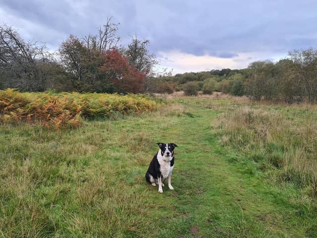 National Trust - Bookham Commons - Image 2