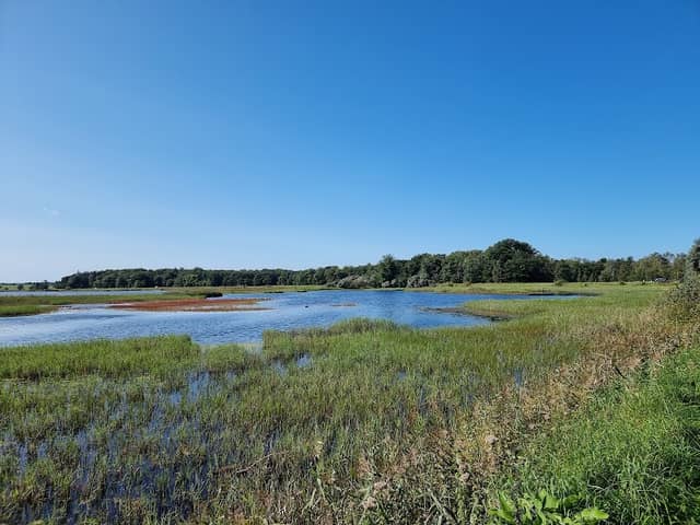 Fugletårn ved Nivå Bugt Strandenge - Image 3