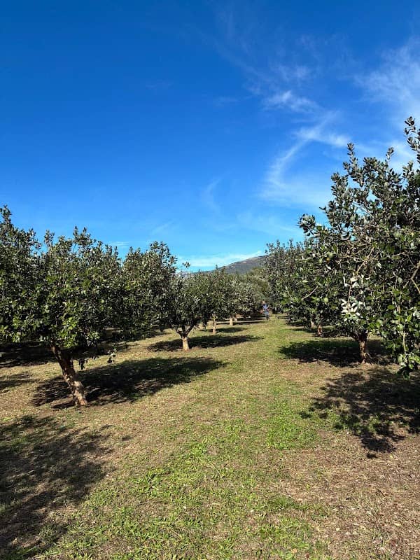 Piantagione di Feijoa - Image 1