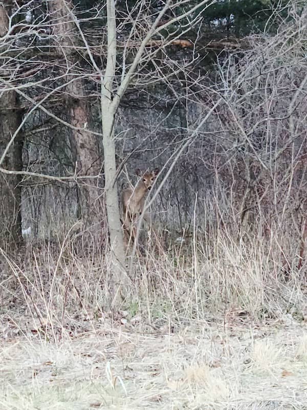 Forest View Park - Image 1