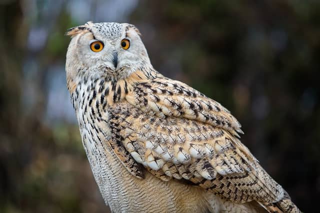 Baytree Owl and Raptor Centre - Image 1