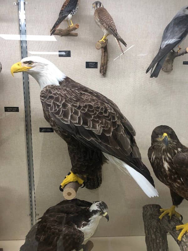 Schmidt Museum-Natural History - Image 1