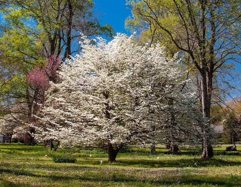 Dogwood Trail - Paducah KY - Image 1