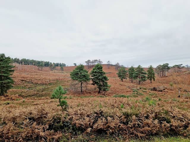 Ash Ranges - Image 1