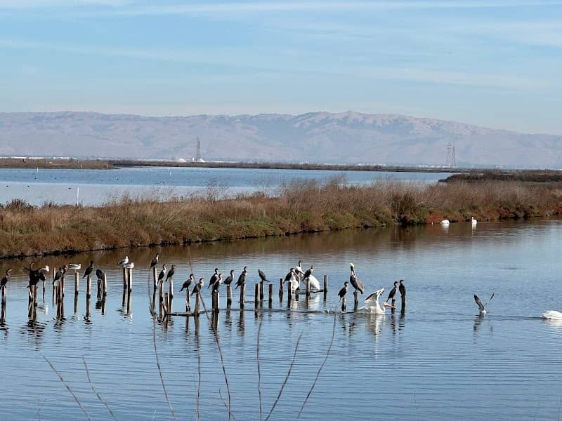 Skimmers at Shoreline - Image 1