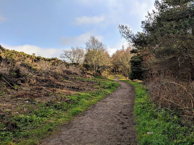 Carrickgollogan Forest Trail - Image 2