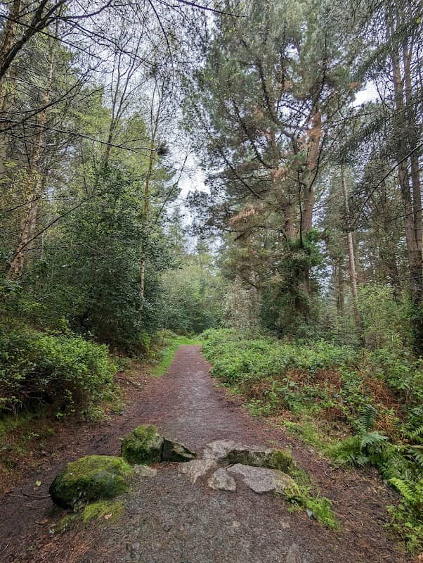 Carrickgollogan Forest Trail - Image 3
