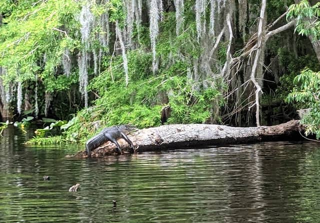 Dunns Creek Wildlife Management Area - Image 3