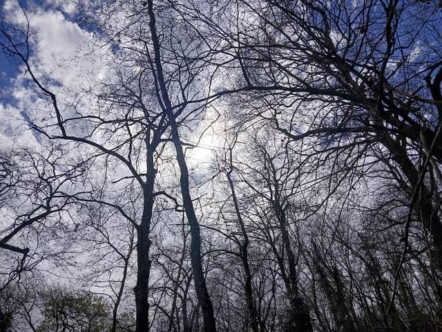 Bosco di Macchia Mancini - Image 2