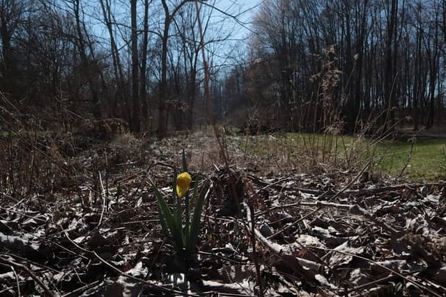 Fox Glen Park - Image 1