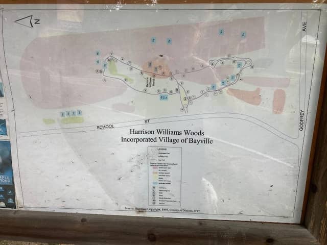 Harrison Williams Woods - Image 4