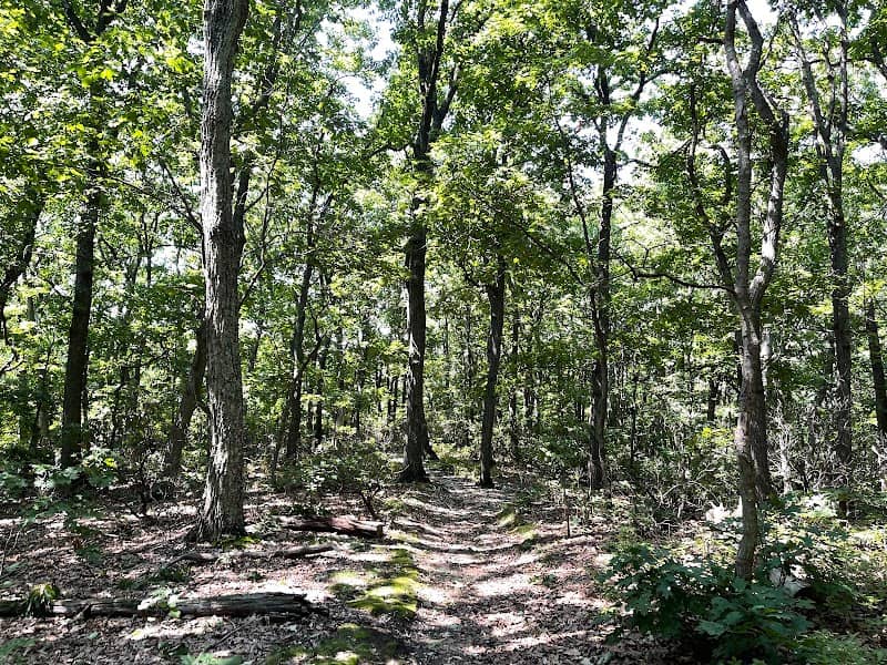 Harrison Williams Woods - Image 2