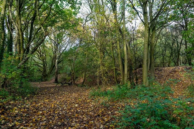 Lingley Green Woods - Image 1