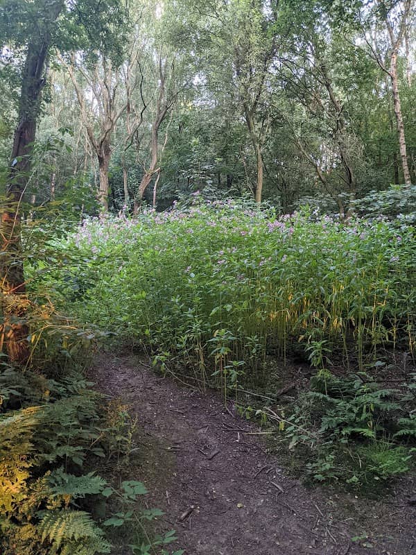Lingley Green Woods - Image 2