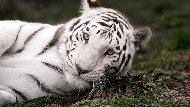 National Tiger Sanctuary - Image 1