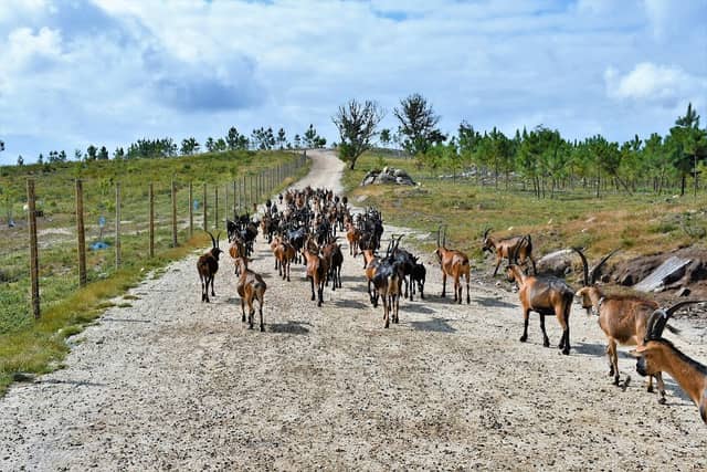 Souto do Rego Grande - Image 1