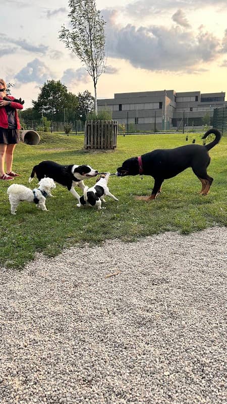 Hunde Freilaufzone Amstetten - Image 1
