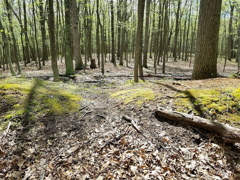 Fort Mill Ridge Wildlife Management Area - Image 1