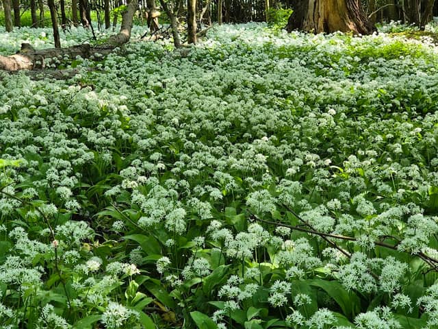 Wild Garlic Fields - Image 2