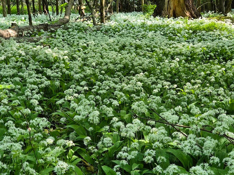 Wild Garlic Fields - Image 2