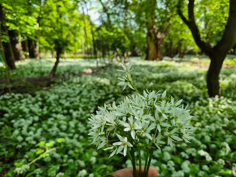 Wild Garlic Fields - Image 1