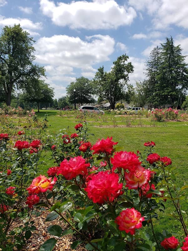 Bush’s Pasture Park Rose Garden - Image 2