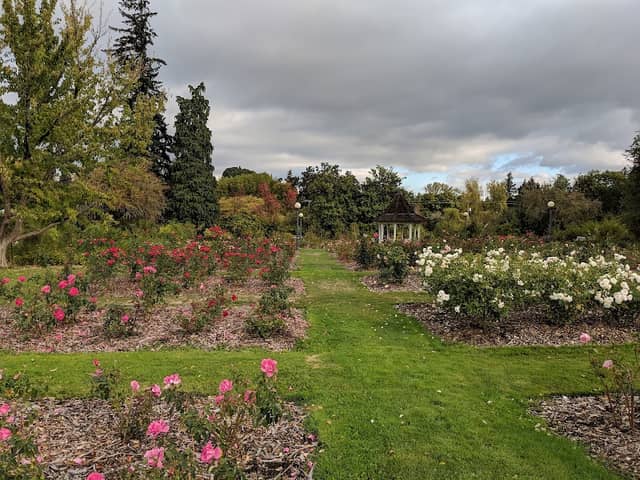 Bush’s Pasture Park Rose Garden - Image 3