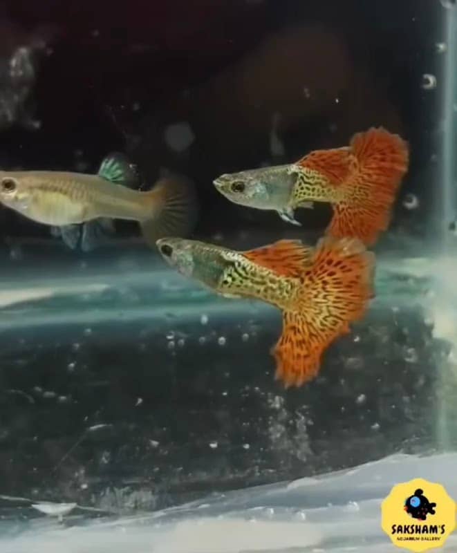 SAKSHAM'S AQUARIUM GALLERY - Image 2