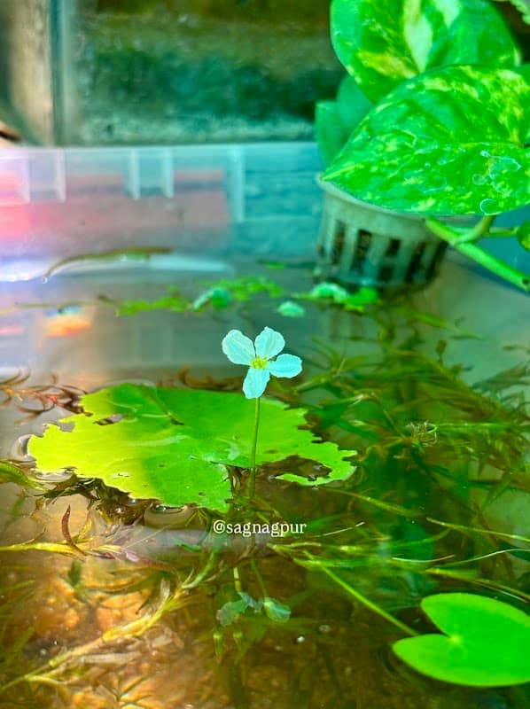 SAKSHAM'S AQUARIUM GALLERY - Image 1