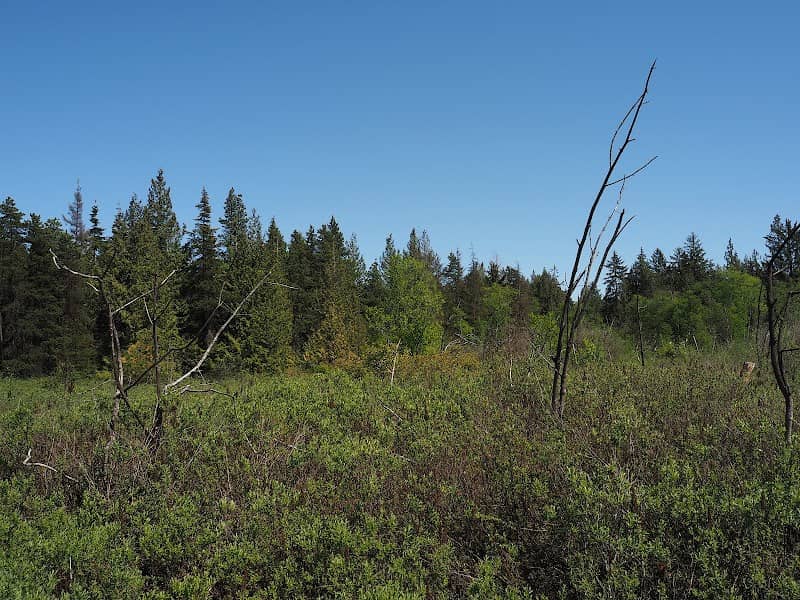 Delta Nature Reserve at Burns Bog - Image 1