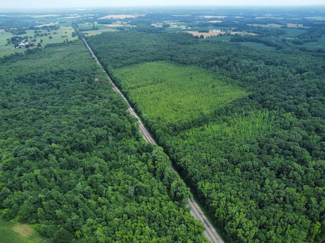 Cedar Hill Swamp WMA - Image 1