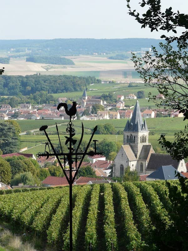 Champagne Tours - La Vigne du Roy - Image 2