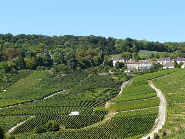 Champagne Tours - La Vigne du Roy - Image 1