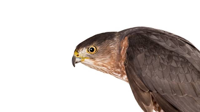 The Avian Conservation Center & Center for Birds of Prey - Image 1