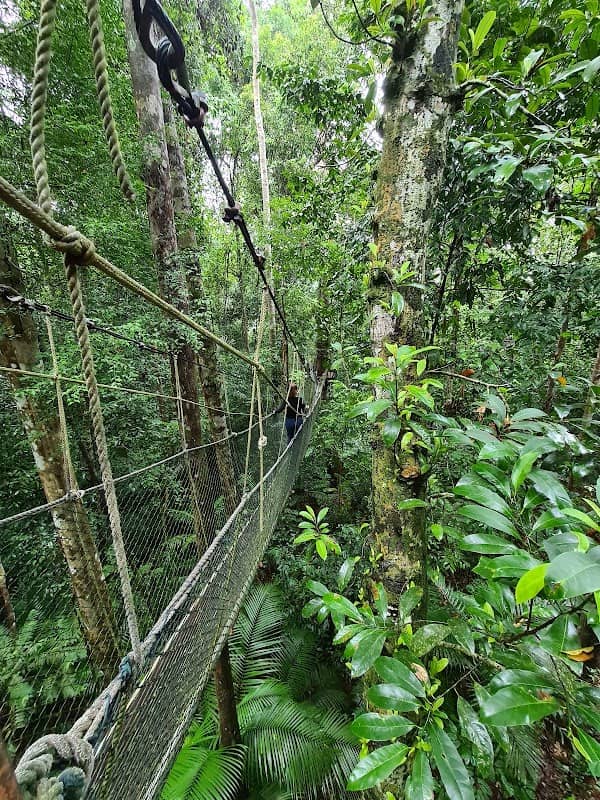 Taman Negara National Park - Image 3