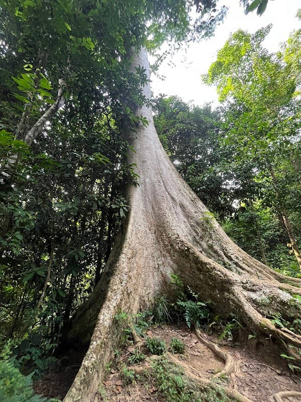 Taman Negara National Park - Image 1