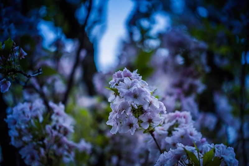 Cherry Blossom Bonn - Image 2